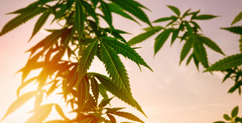 cannabis plants against sunlight