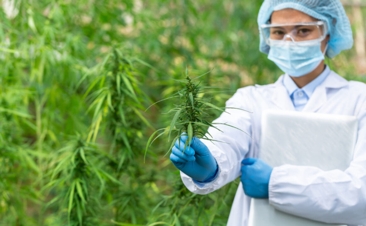 Female scientist in a hemp field checking plants and flowers, alternative herbal medicine concept, Marijuana research, cbd cannabis oil,   pharmaceptical industry.