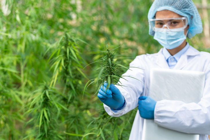 Women in Cannabis - a female scientists standing in front of a cannabis/hemp field