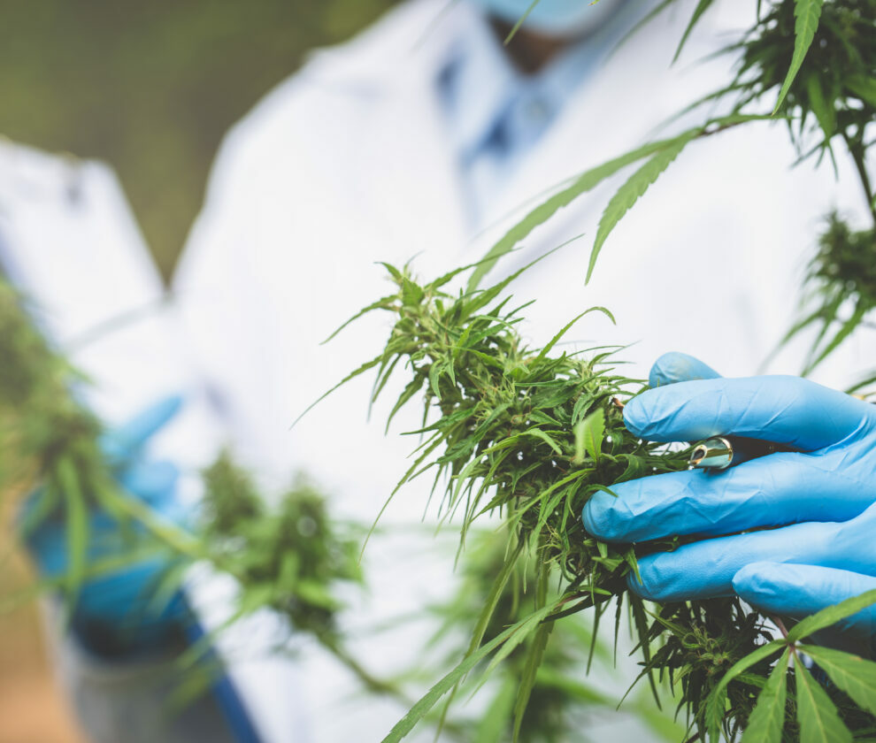 Marijuana Researcher, Female scientist in a hemp field checking plants and flowers, alternative herbal medicine concept.
